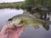 smallmouth