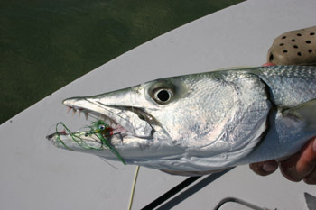 barracuda