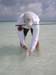 wading-for-bonefish