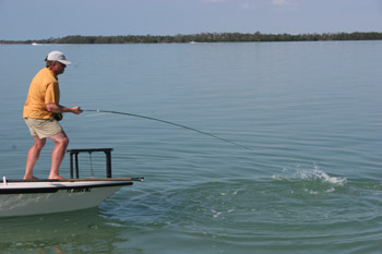 tarpon