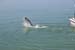 tarpon-jump