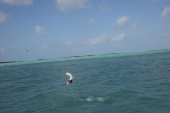 tarponjumping