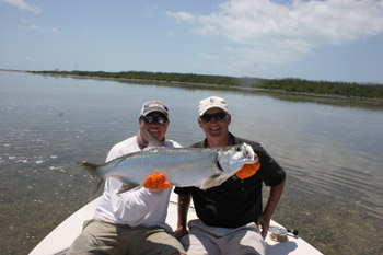 babytarpon