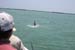 jumping-fish