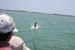 tarpon