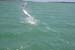 tarponfun