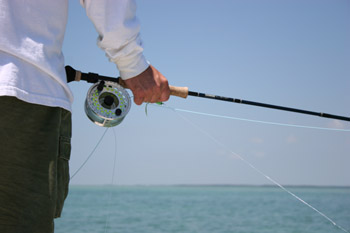 DonDuckTarpon
