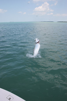 DonDuckTarpon