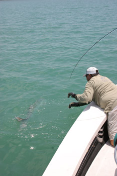 DonDuckTarpon