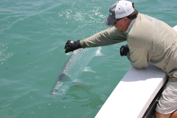 DonDuckTarpon
