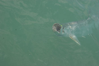 DonDuckTarpon