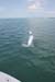 DonDuckTarpon 031