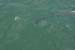 DonDuckTarpon 075