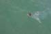 DonDuckTarpon 094