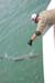 DonDuckTarpon 095