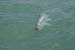 DonDuckTarpon 098