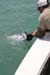 DonDuckTarpon 101